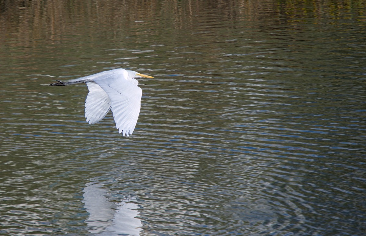 Grande Aigrette - ML646678640