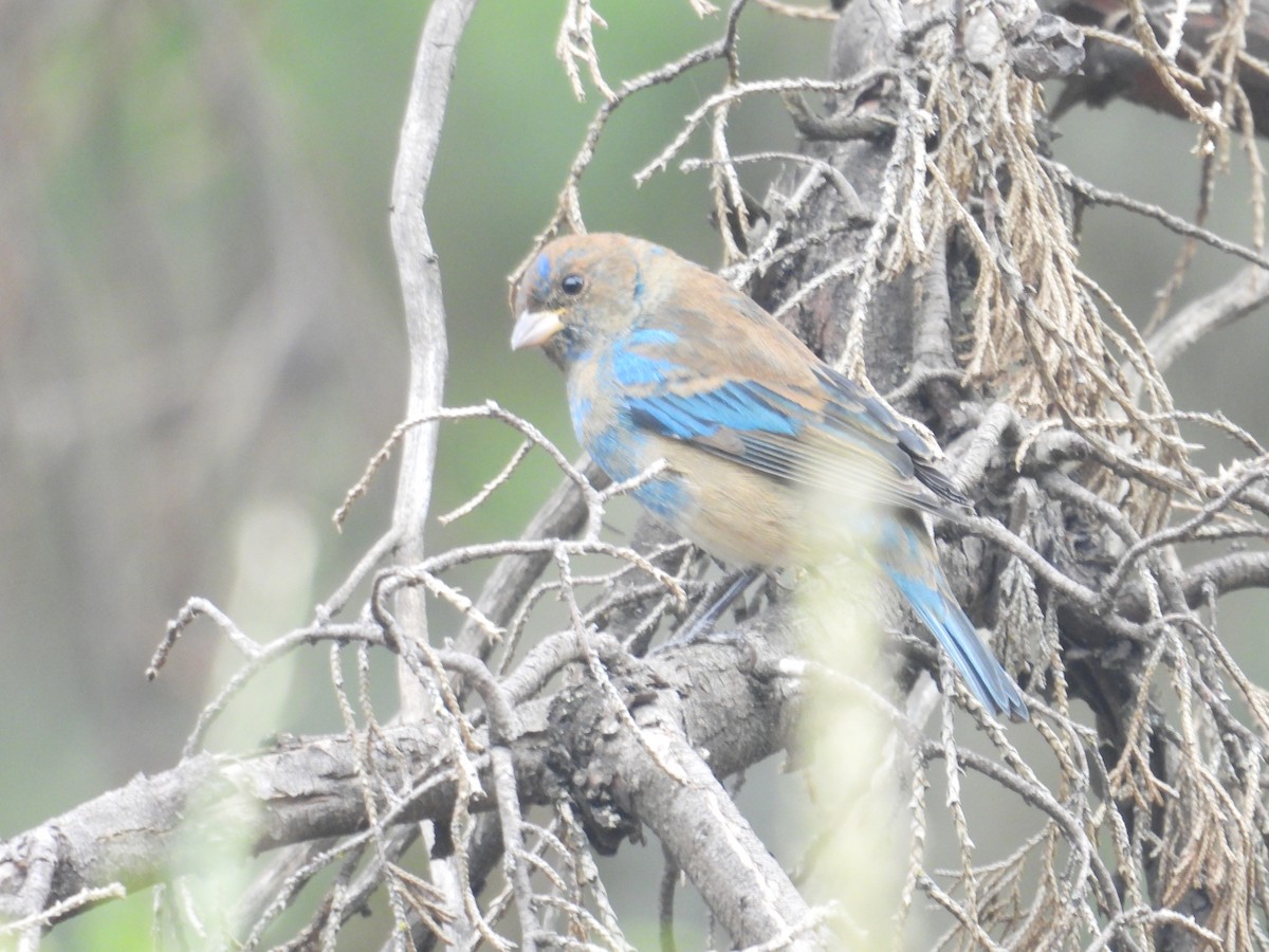 Passerin indigo - ML646678641