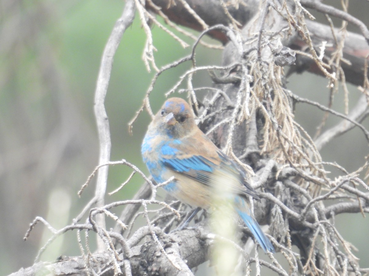 Passerin indigo - ML646678642