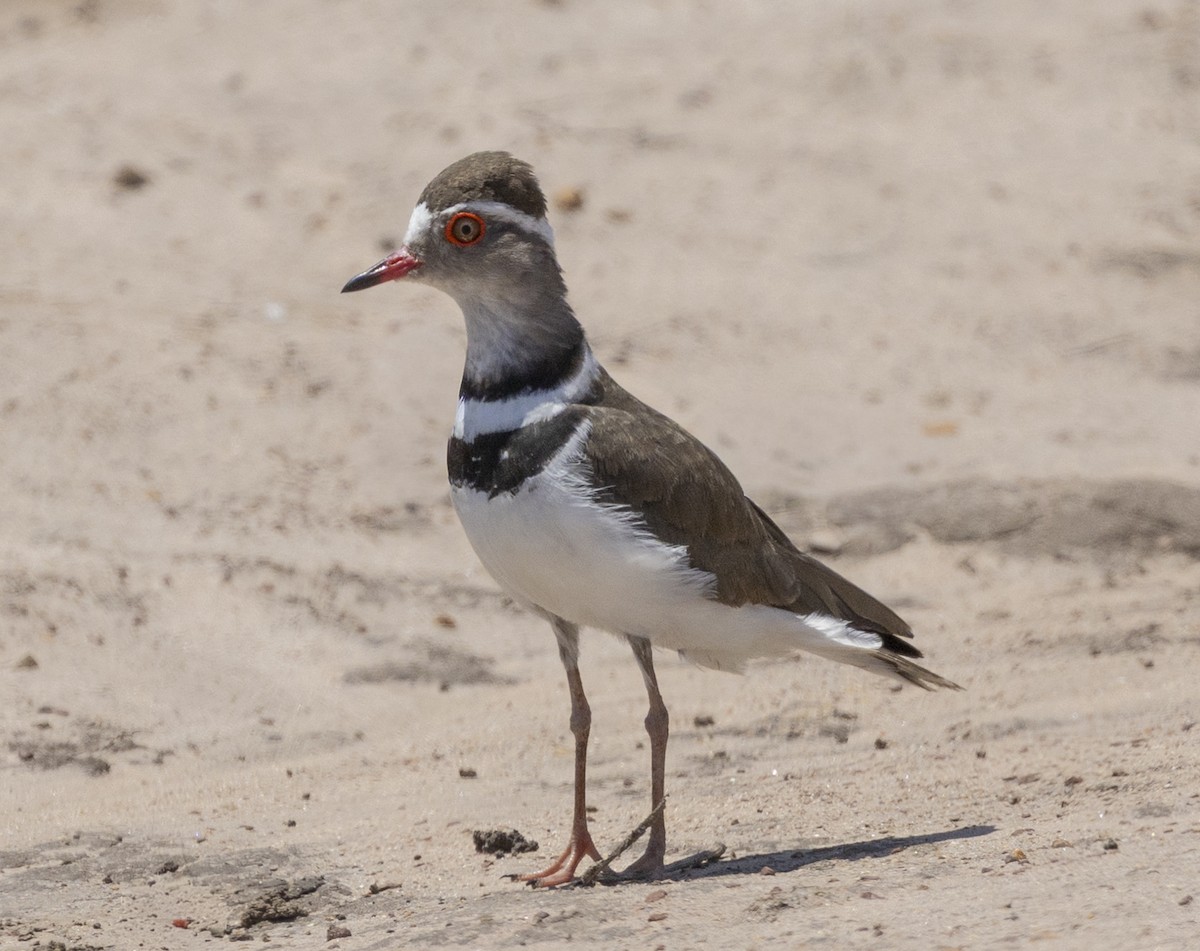 Pluvier à triple collier (tricollaris) - ML646678643