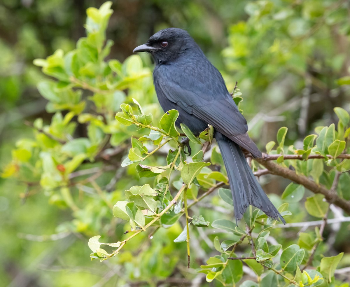 Drongo brillant - ML646678644