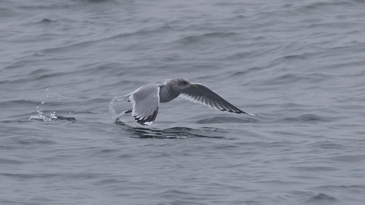 Goéland à bec court - ML646678645