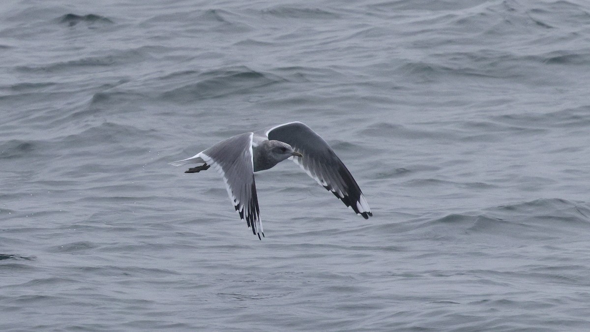 Goéland à bec court - ML646678646
