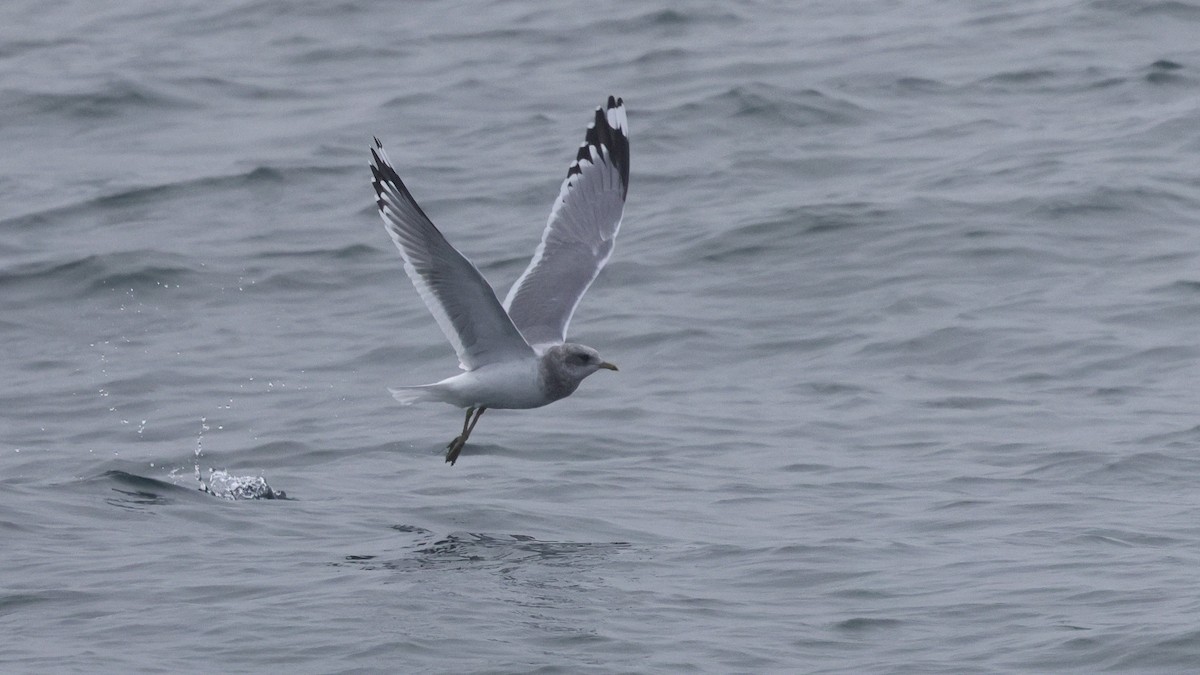 Goéland à bec court - ML646678647