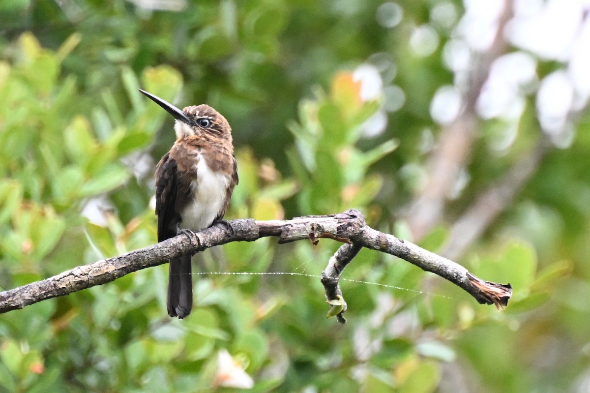 Jacamar brun - ML646678648