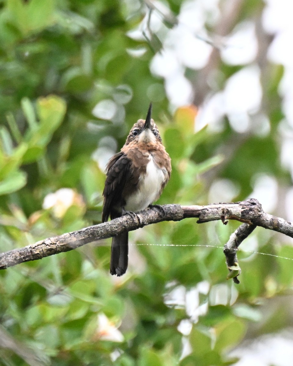 Jacamar brun - ML646678649