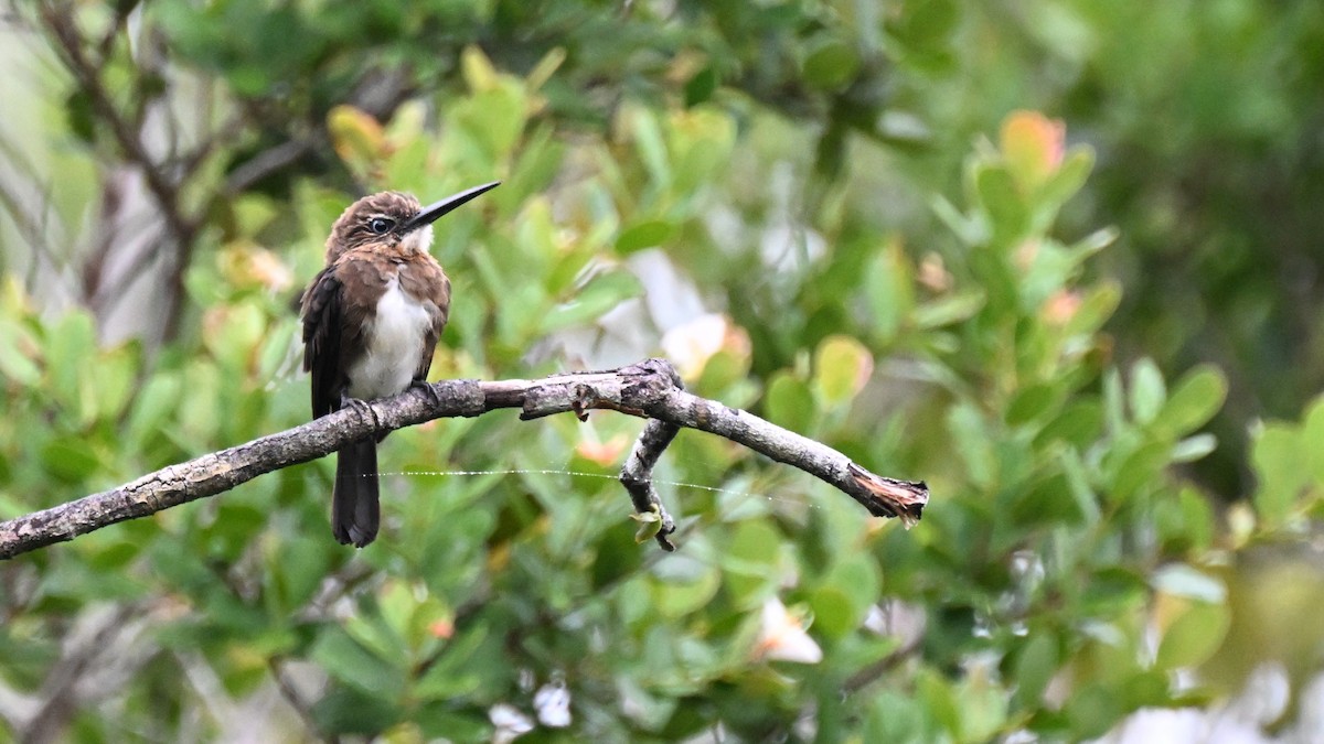 Jacamar brun - ML646678650