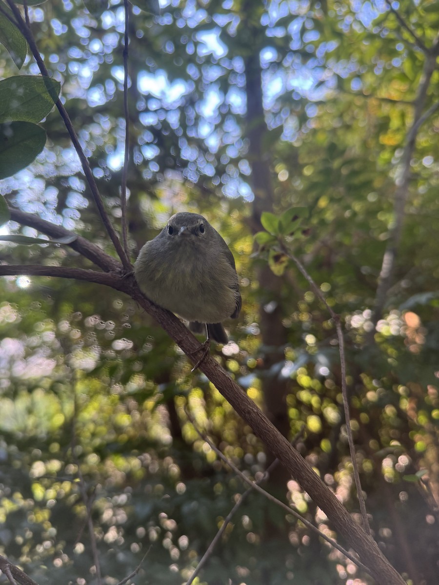 Roitelet à couronne rubis - ML646678653