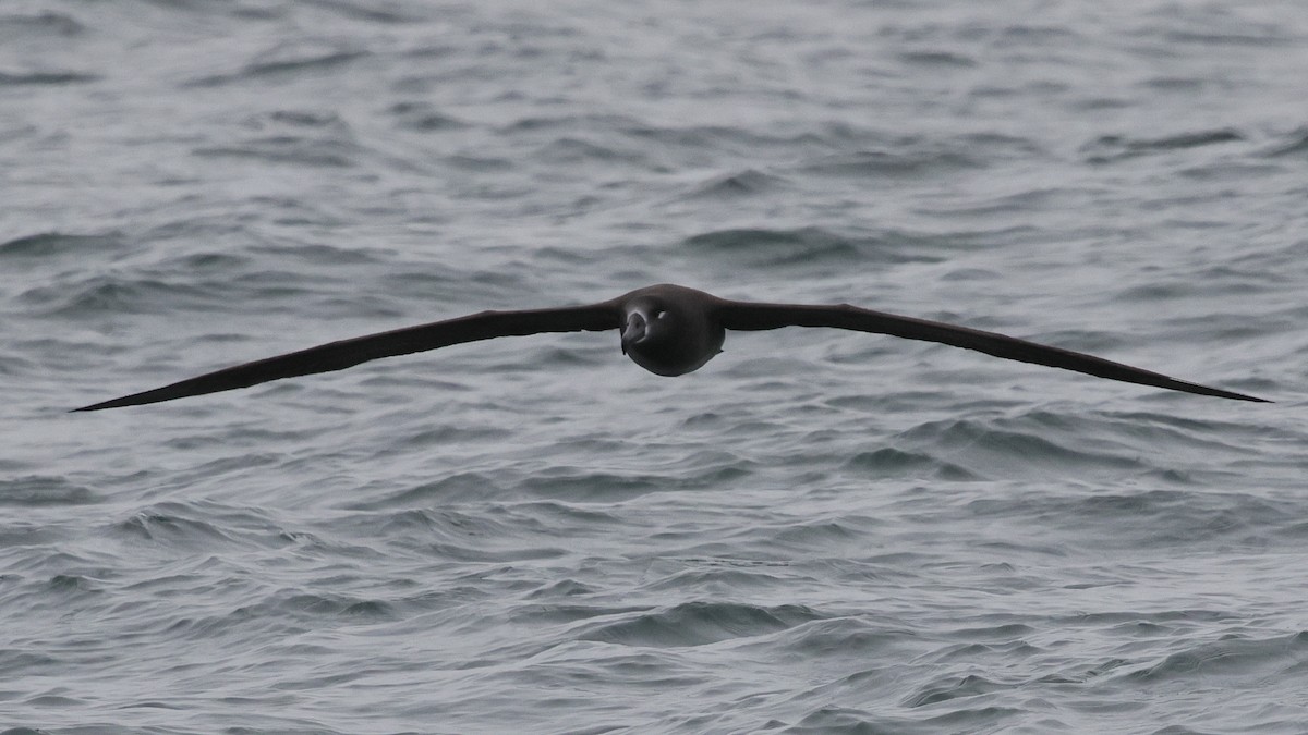 Albatros à pieds noirs - ML646678656