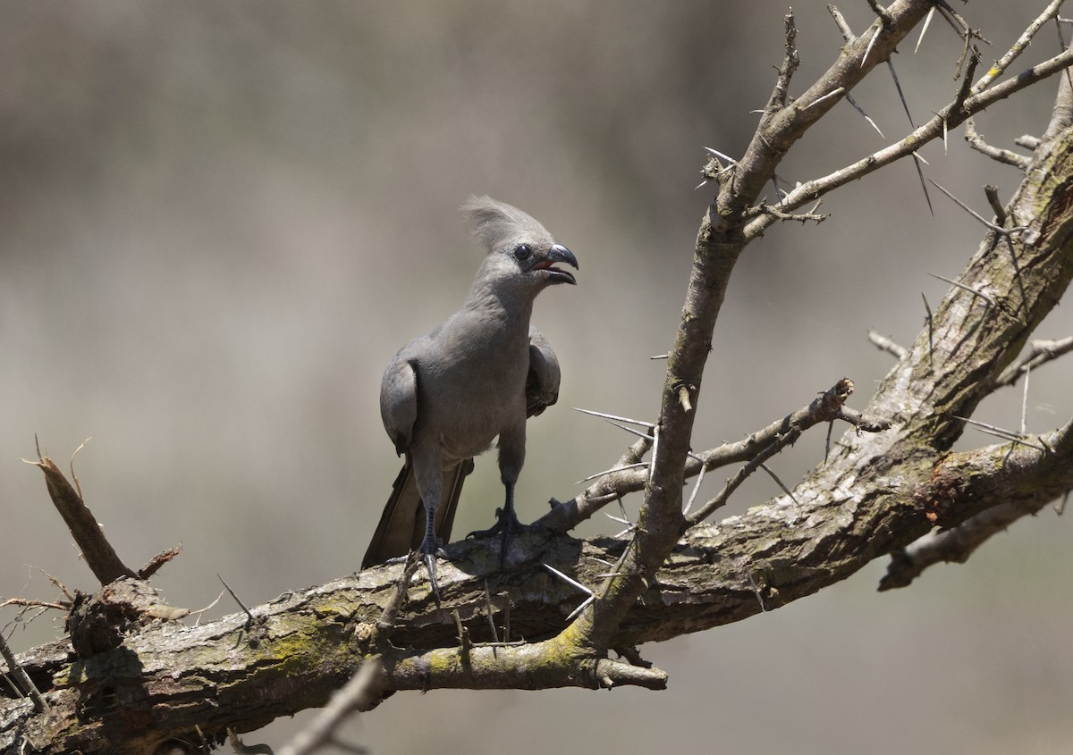 Touraco concolore - ML646678658