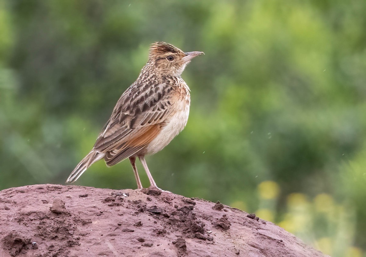 Alouette à nuque rousse - ML646678659