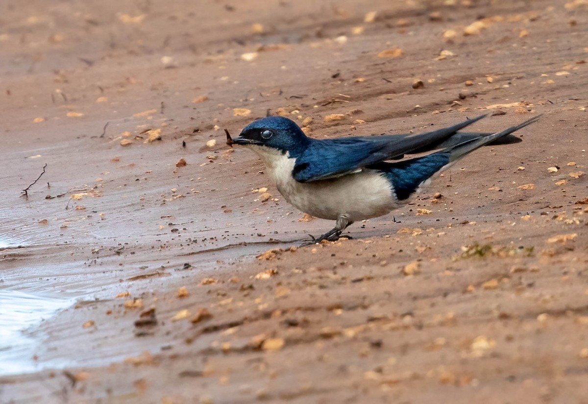 Hirondelle à gorge perlée - ML646678660