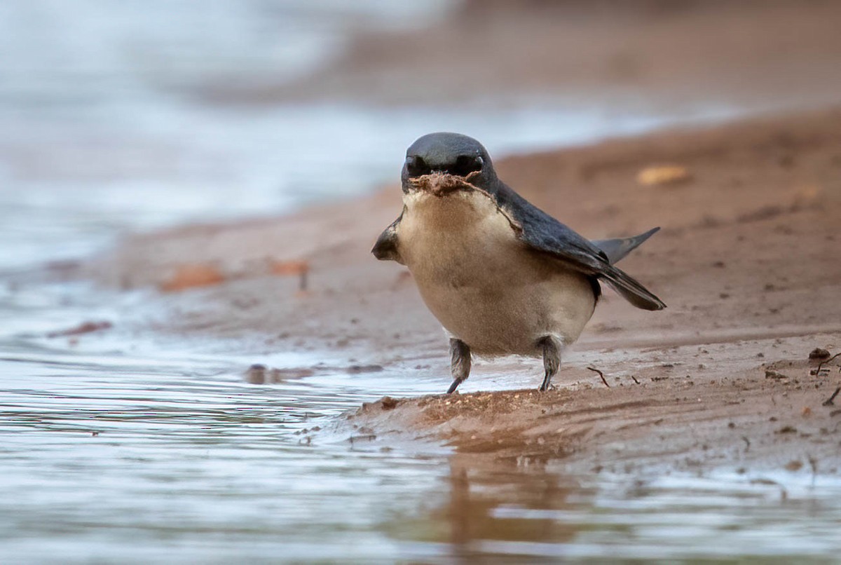 Hirondelle à gorge perlée - ML646678661