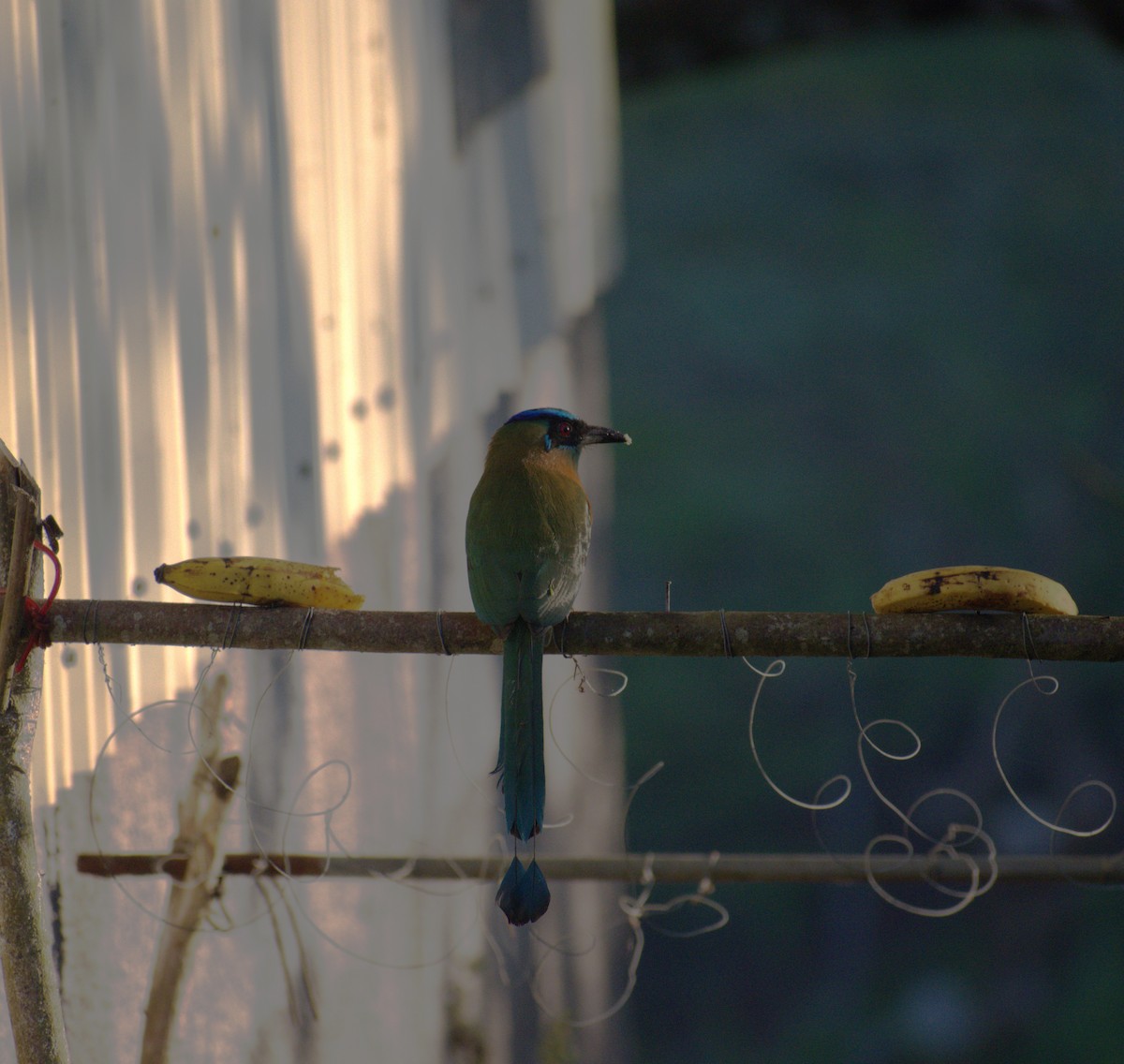 Motmot de Lesson - ML646678662