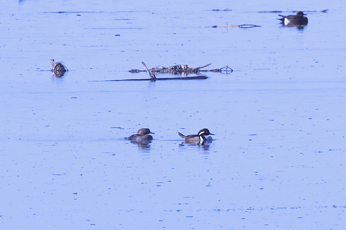 Harle couronné - ML646678663