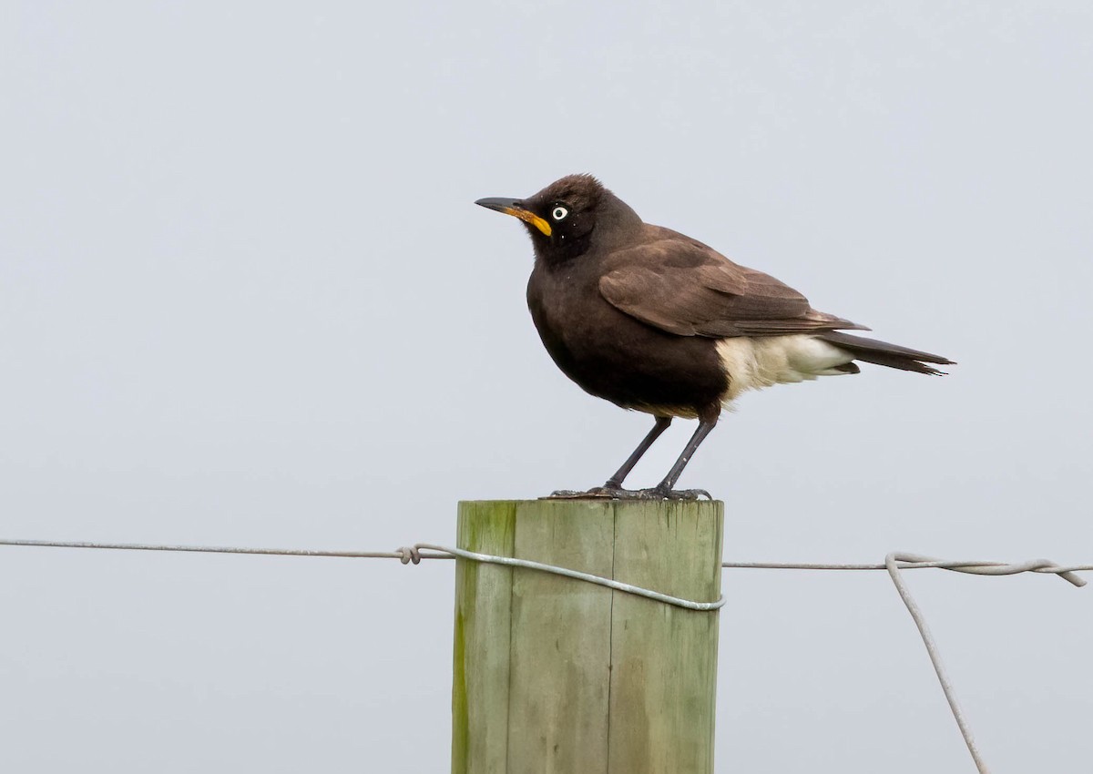 Spréo bicolore - ML646678665