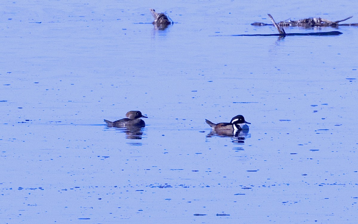 Harle couronné - ML646678666