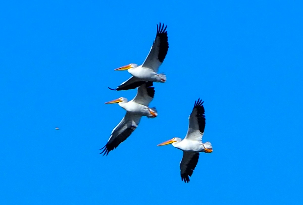 American White Pelican - ML646678669