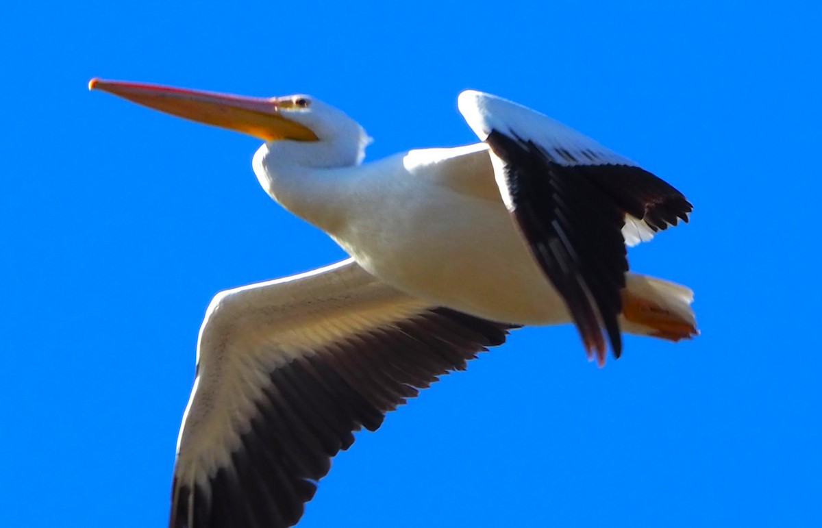 American White Pelican - ML646678670