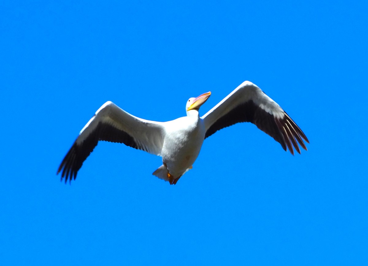 American White Pelican - ML646678671
