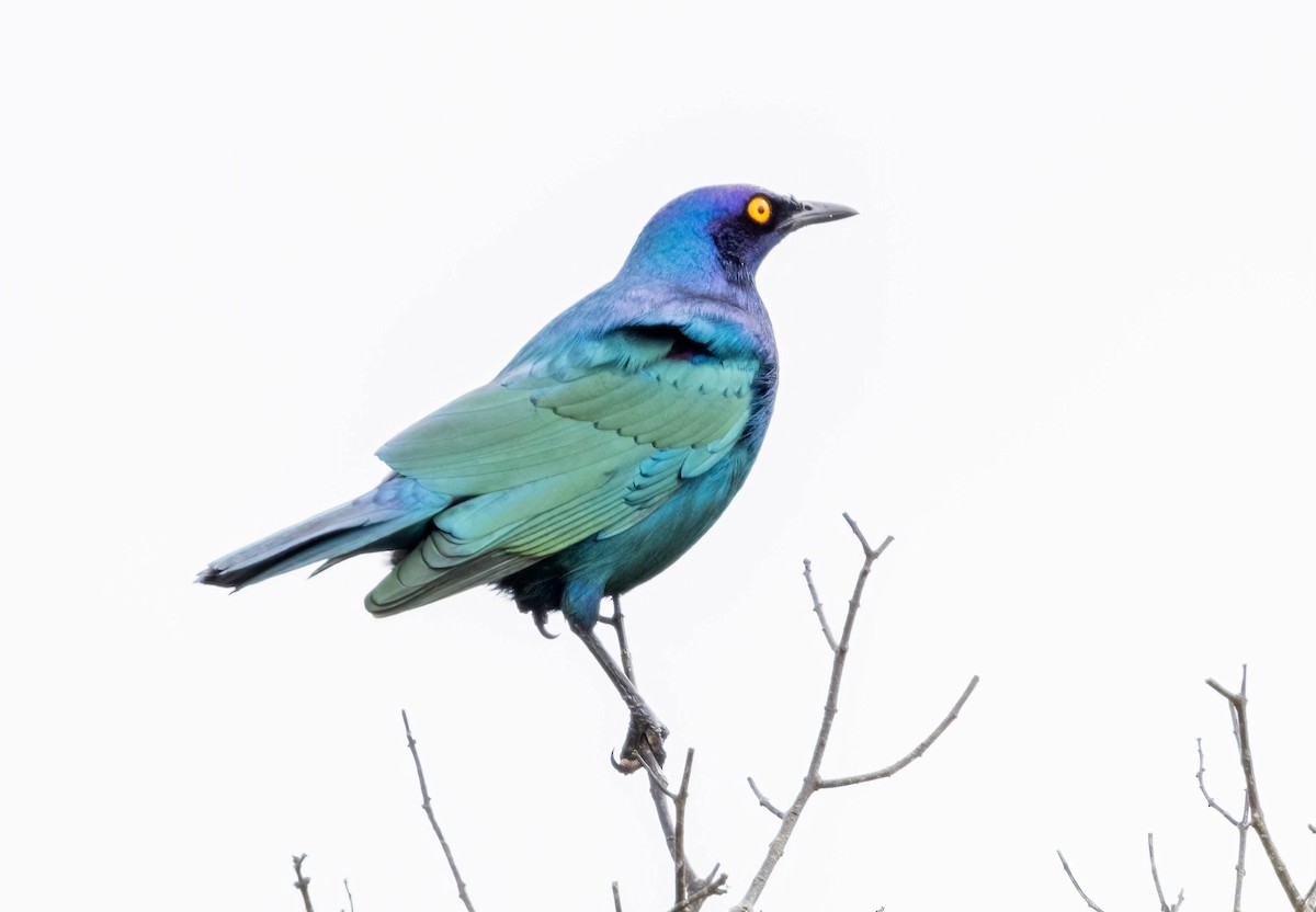 Cape Starling - ML646678672