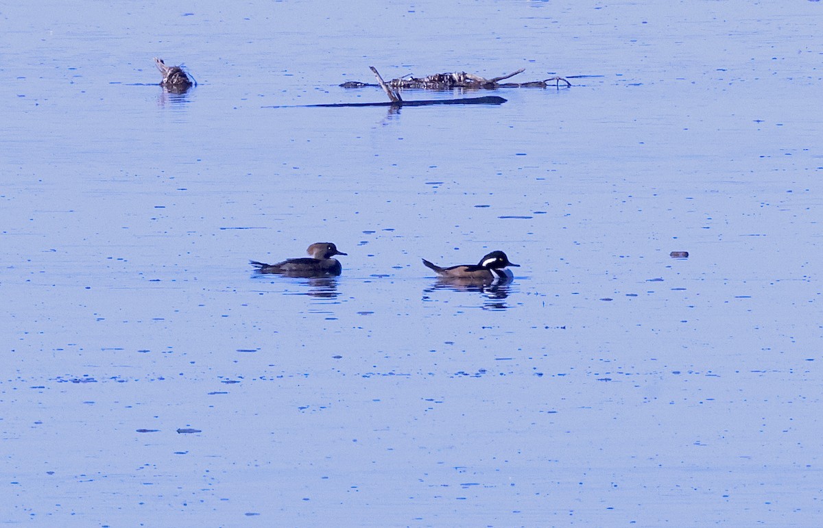 Hooded Merganser - ML646678674