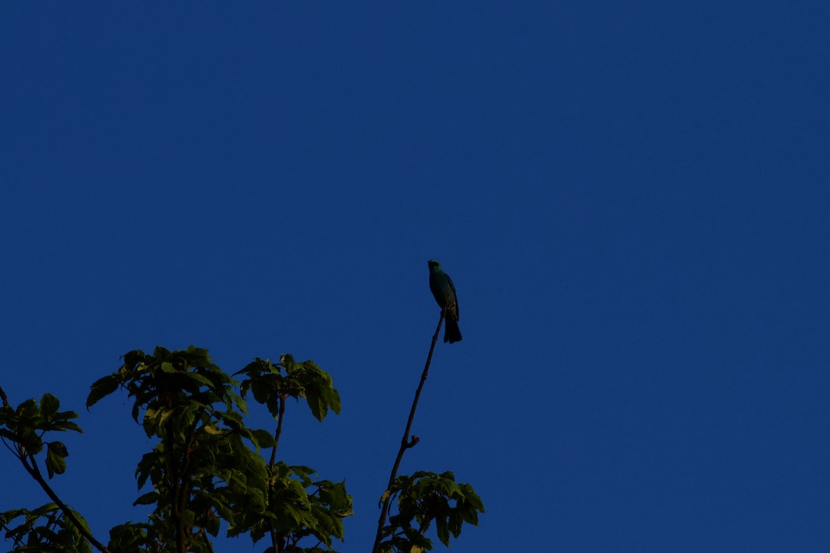 Lazulischnäpper - ML646678675