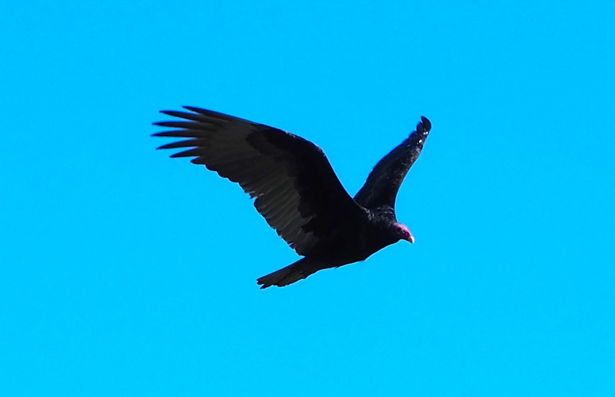 Turkey Vulture - ML646678676