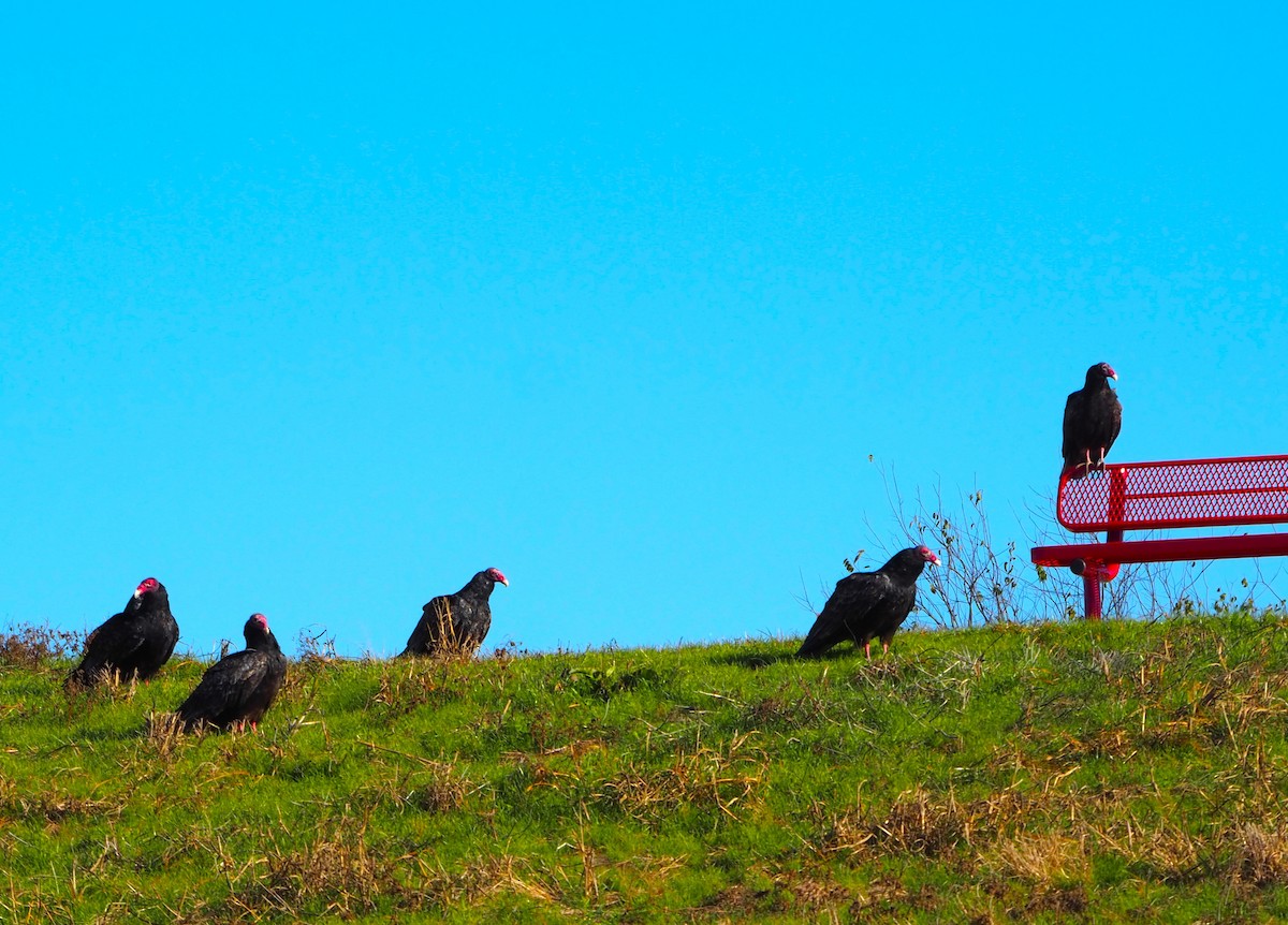 Turkey Vulture - ML646678677