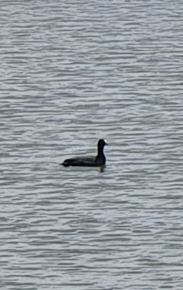 Kopetazuri gandorduna - ML646678679