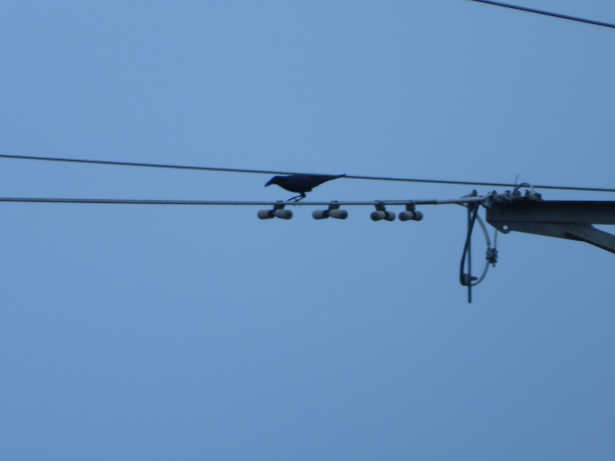 Large-billed Crow - ML646678682