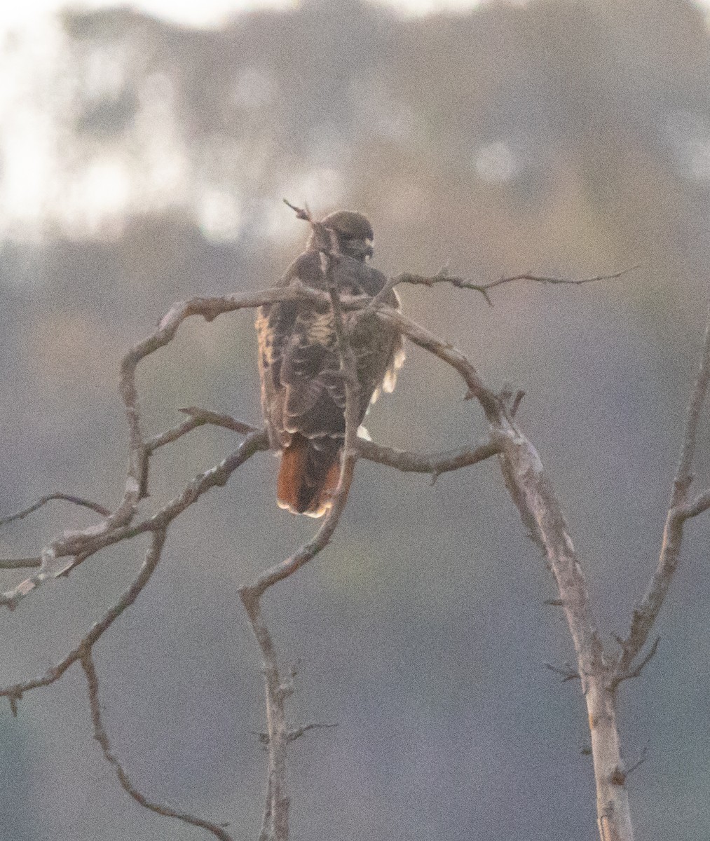 Краснохвостый канюк - ML646678685