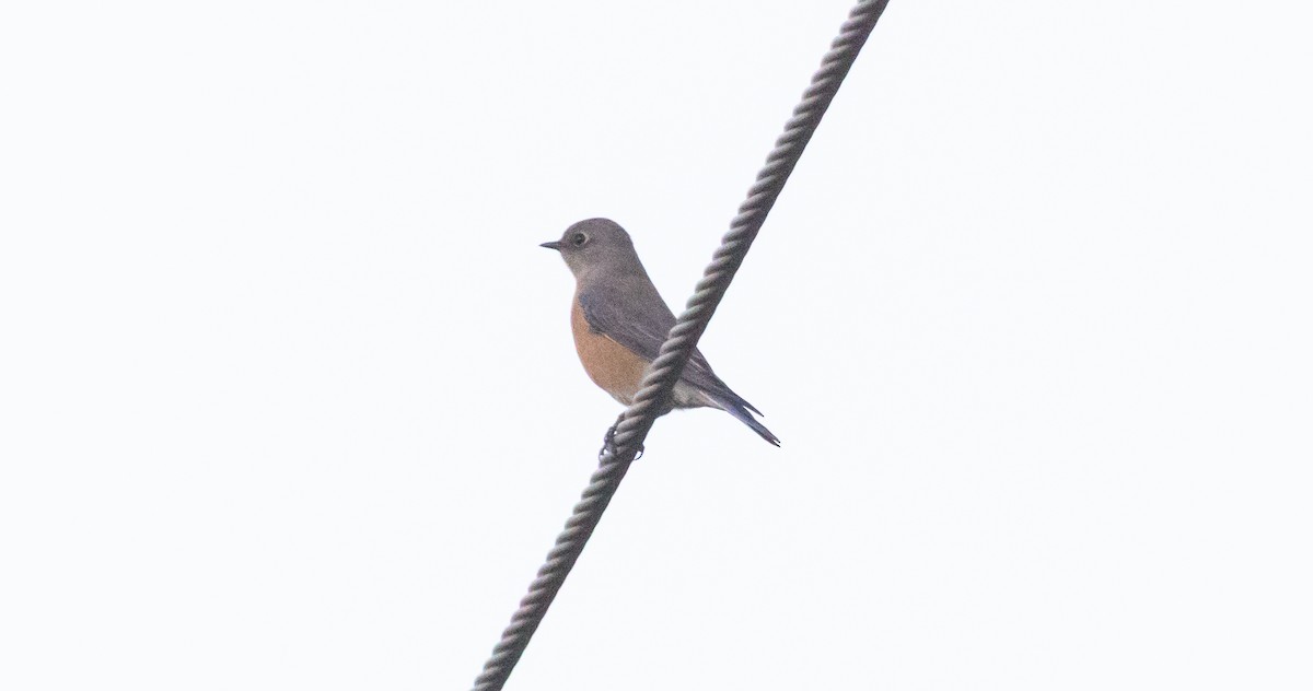 Западная сиалия - ML646678688