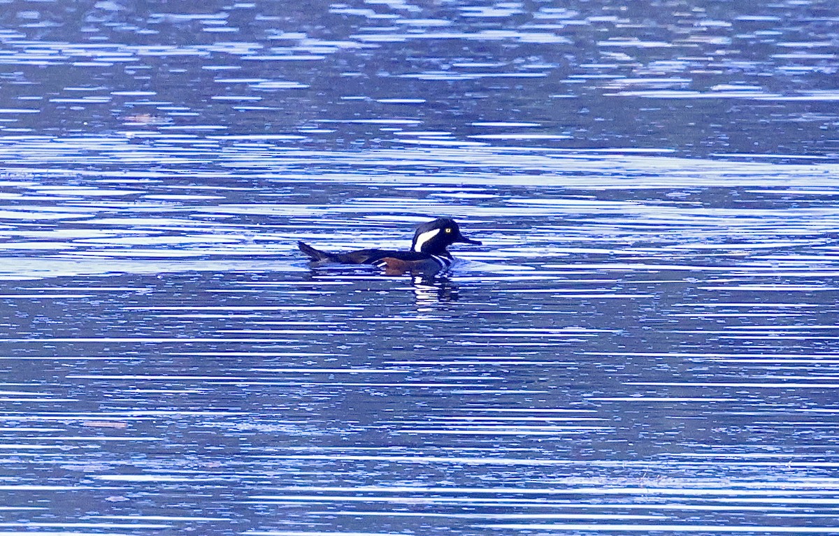 Капюшоновый крохаль - ML646678689