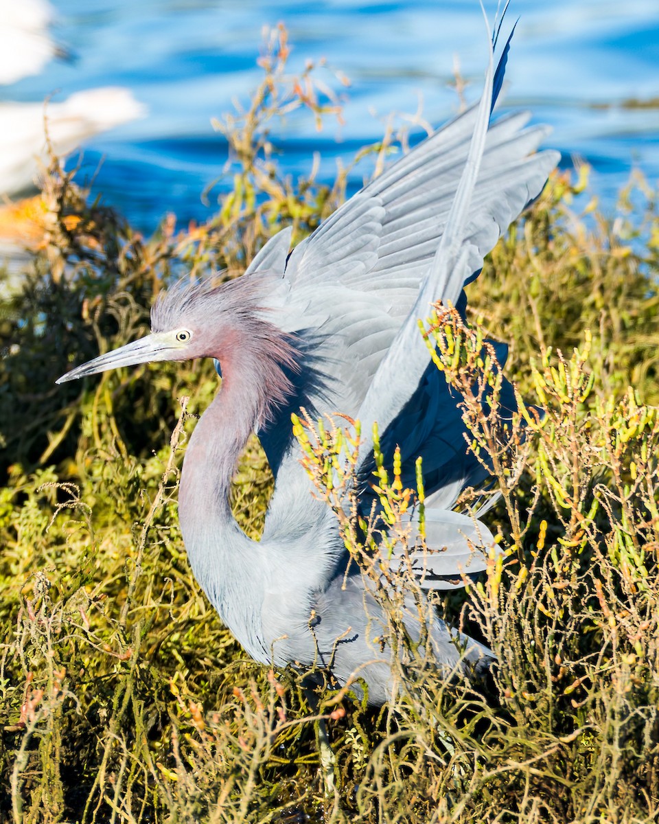 Рыжеватая цапля - ML646678690