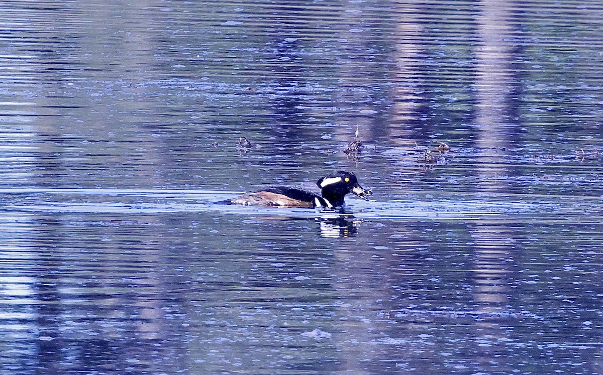 Капюшоновый крохаль - ML646678691