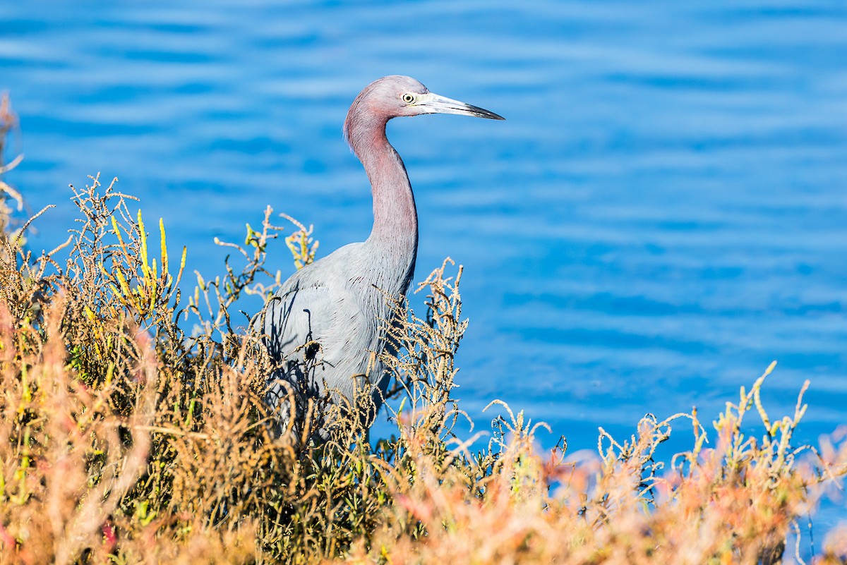 Малая голубая цапля - ML646678693