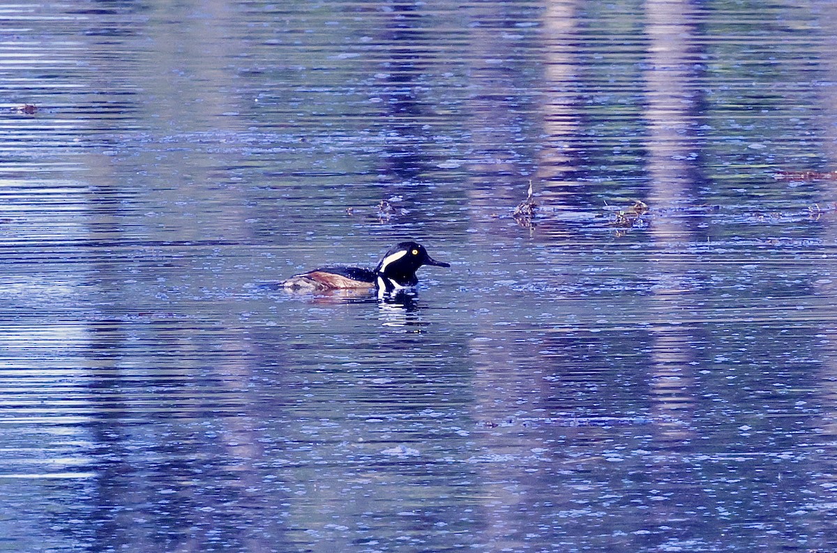Капюшоновый крохаль - ML646678694