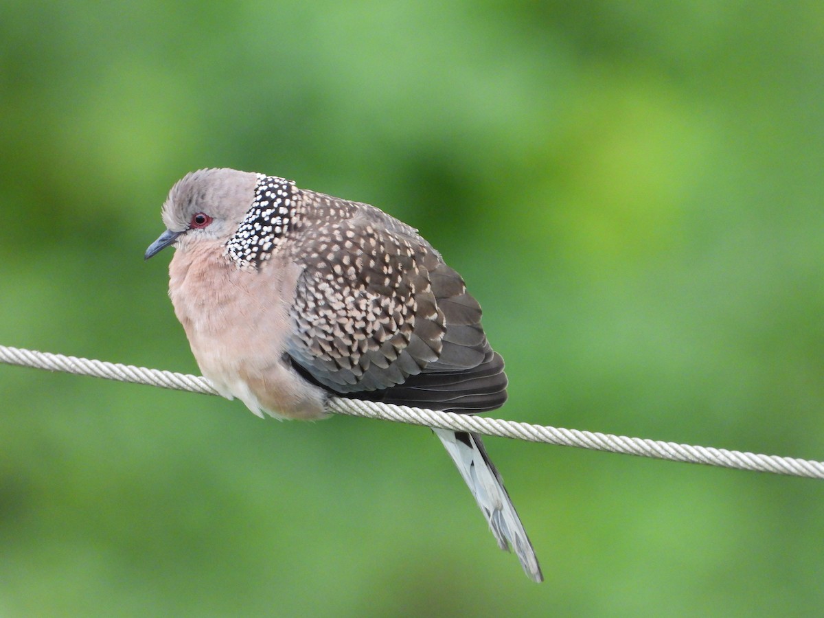 Китайская горлица - ML646678695