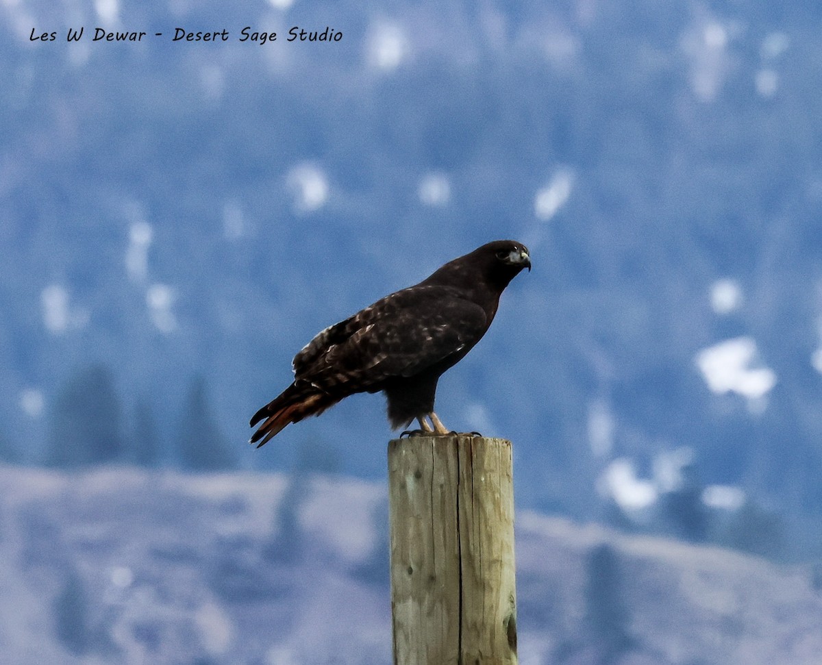 Краснохвостый канюк (harlani) - ML646678697