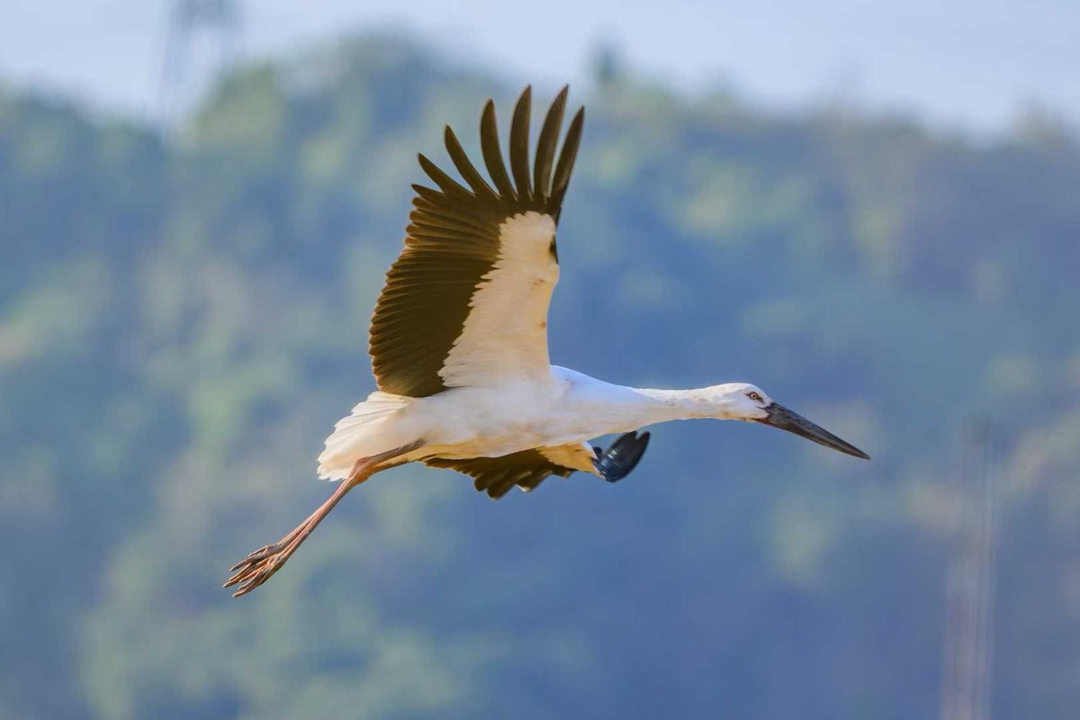 Дальневосточный аист - ML646678698