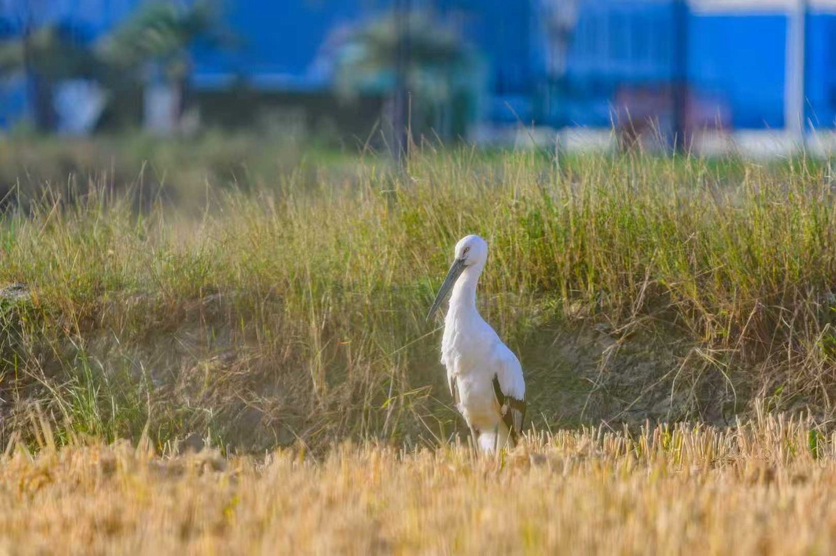 Дальневосточный аист - ML646678699