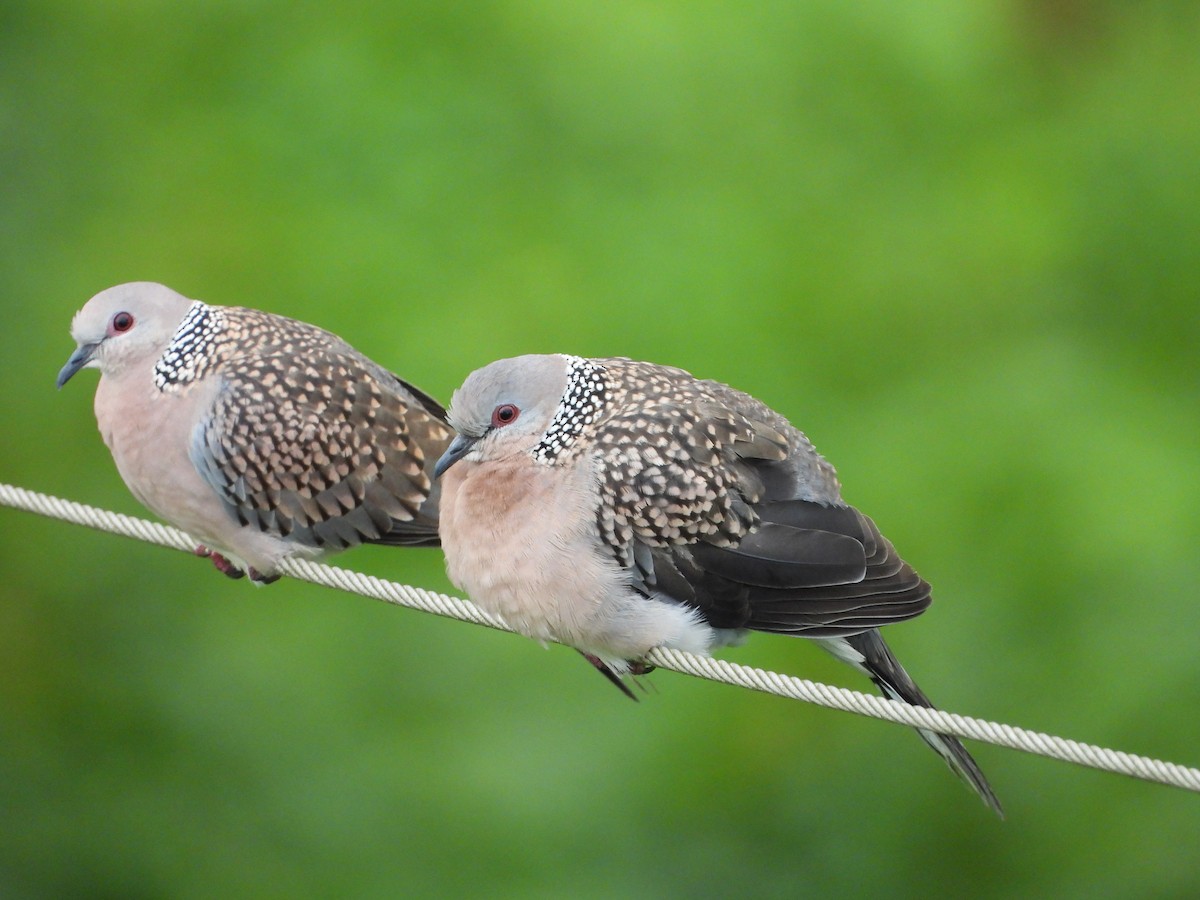 Китайская горлица - ML646678700