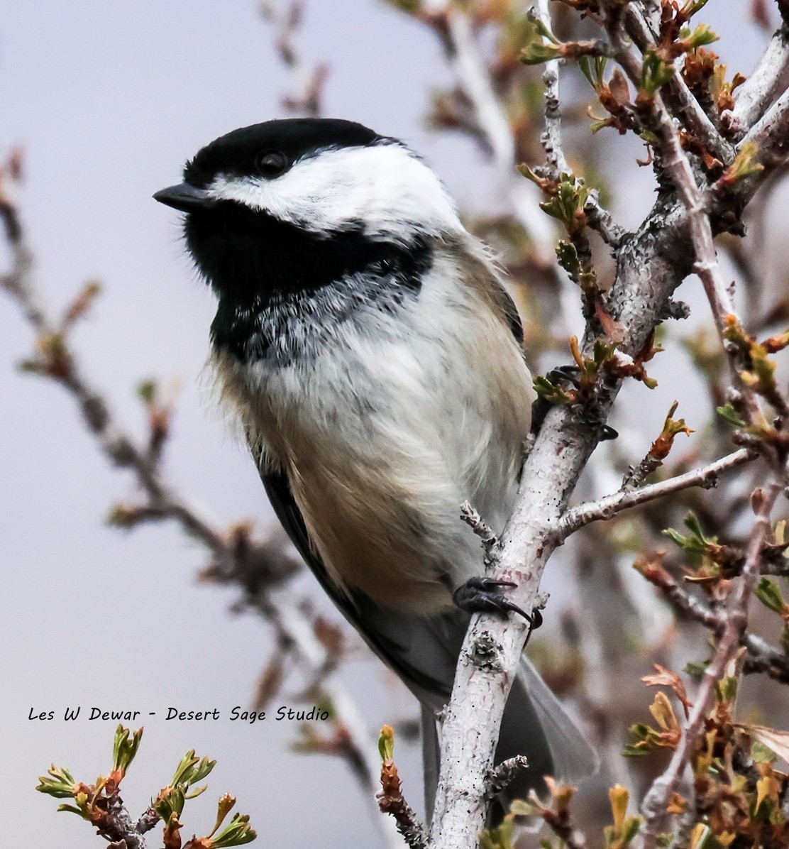 Черношапочная гаичка - ML646678701