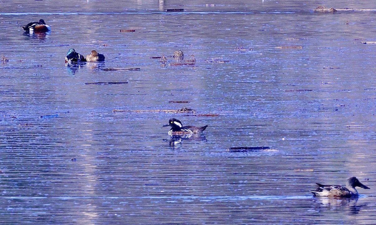 Капюшоновый крохаль - ML646678703