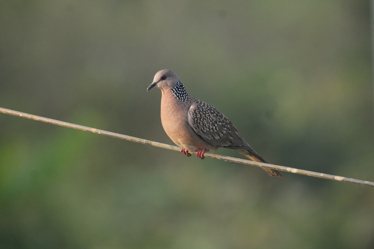 Китайская горлица - ML646678706