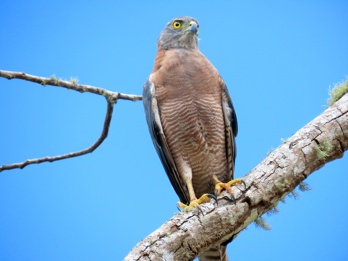 Бурый ястреб - ML646678707