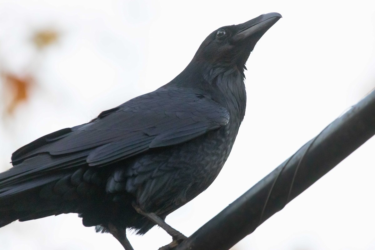 Ворон - ML646678709