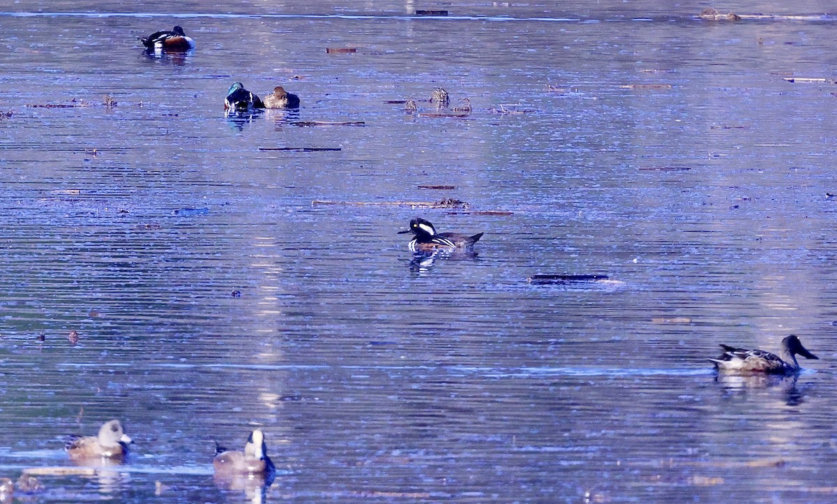 Капюшоновый крохаль - ML646678710