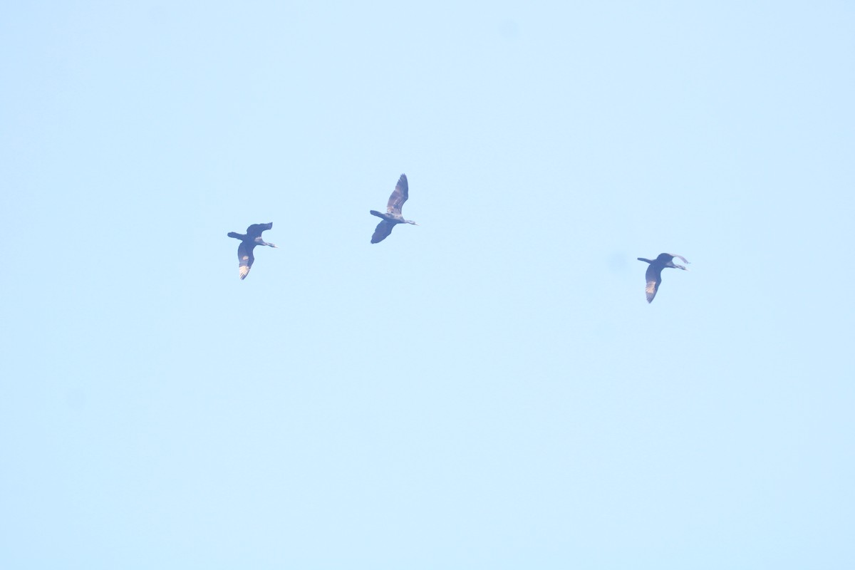 Яванский баклан - ML646678711